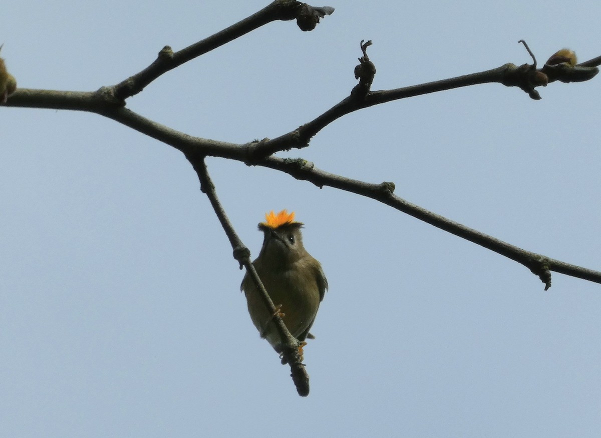 Goldcrest (European) - ML616466871