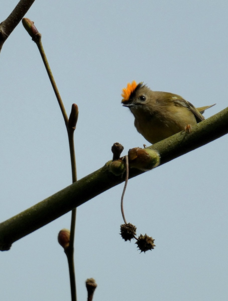 Goldcrest (European) - Peter Milinets-Raby