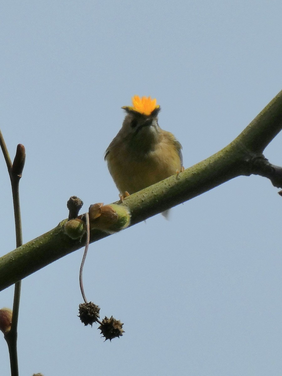 Goldcrest (European) - ML616466873