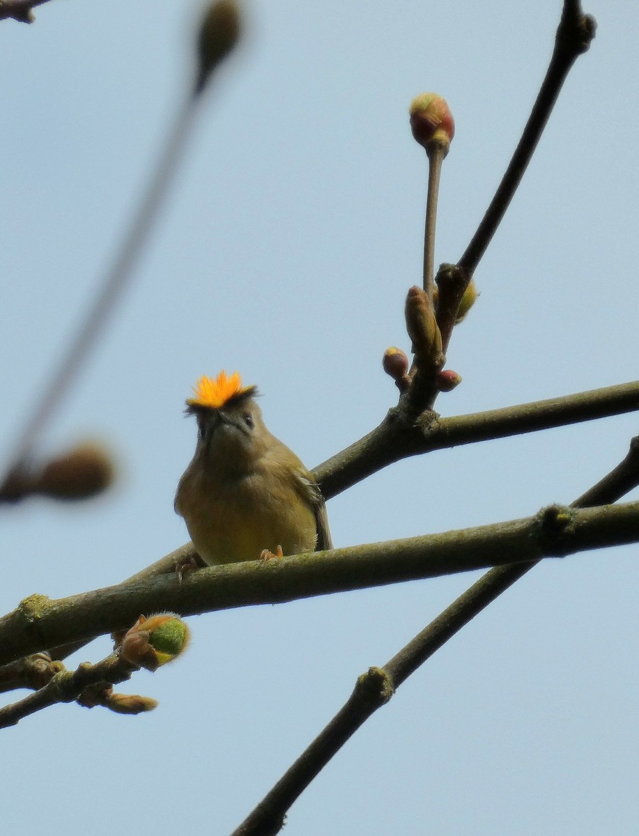 Goldcrest (European) - ML616466874