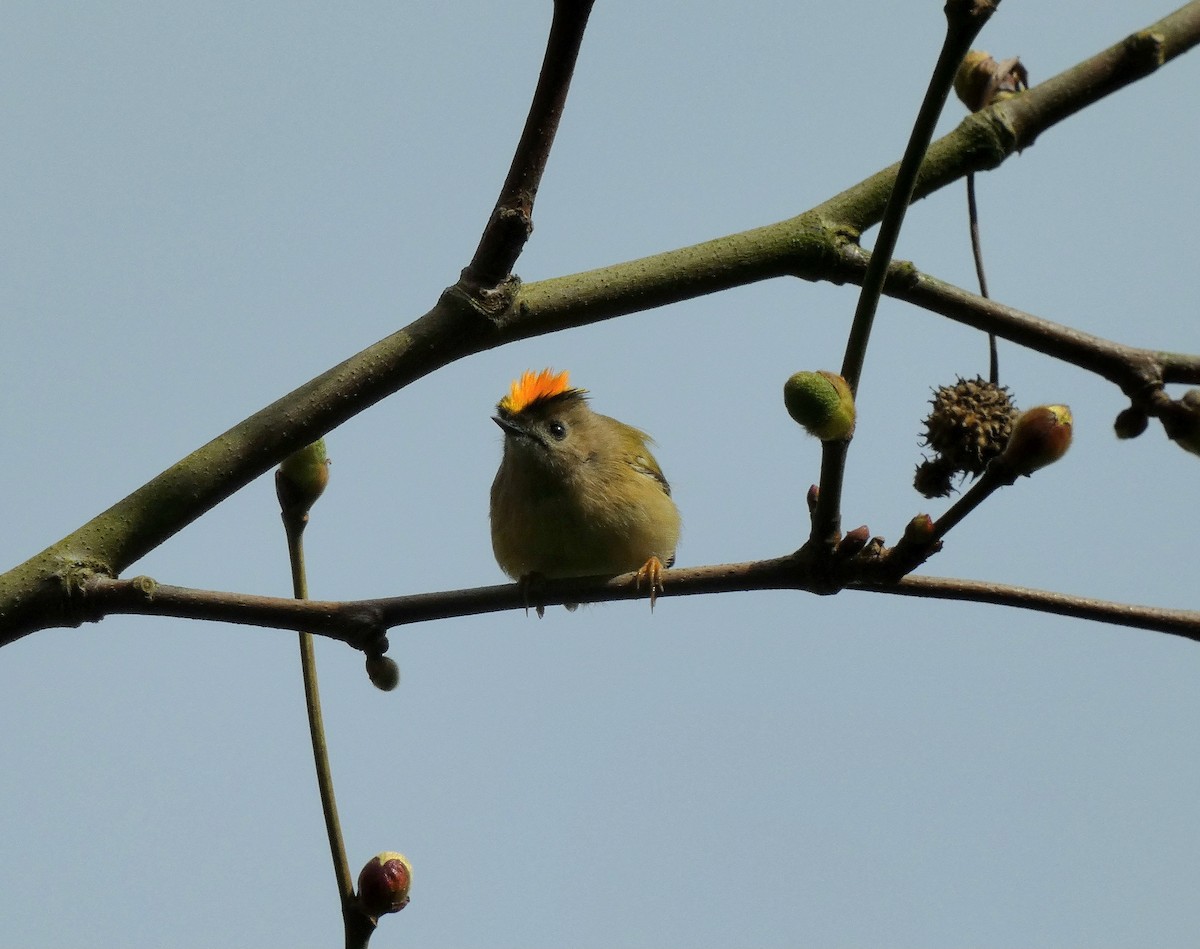 Goldcrest (European) - ML616466876