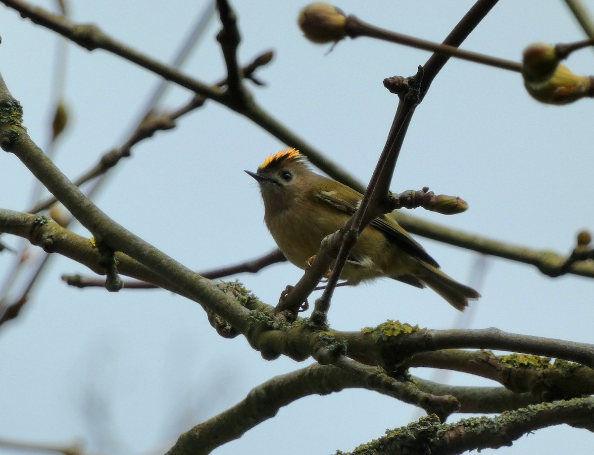 Goldcrest (European) - ML616466877