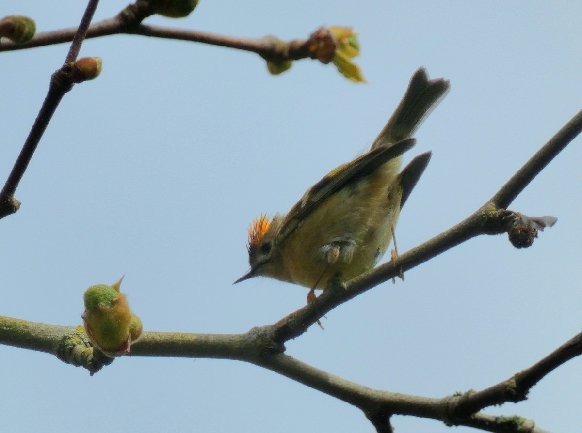 Goldcrest (European) - ML616466878