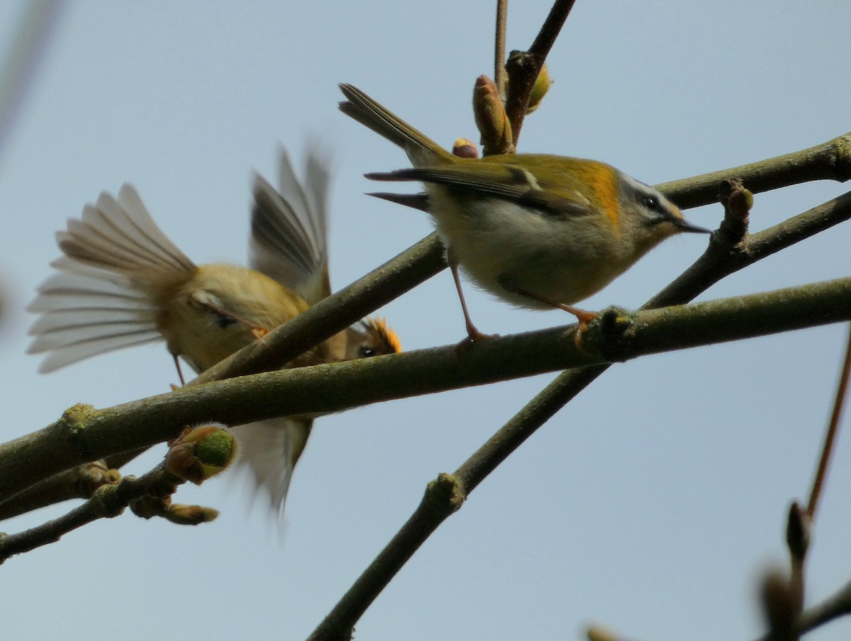 Goldcrest (European) - ML616466881