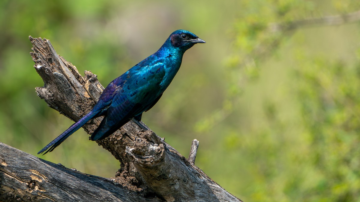 Burchell's Starling - ML616466890