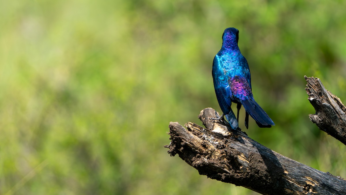 Burchell's Starling - ML616466891