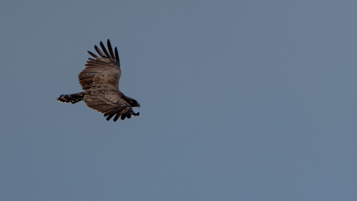 Brown Snake-Eagle - Javier Cotin