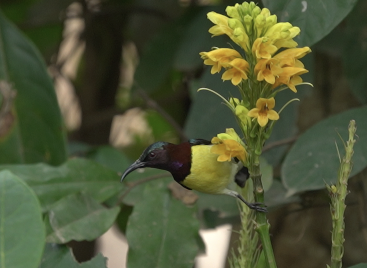 Purple-rumped Sunbird - ML616466933
