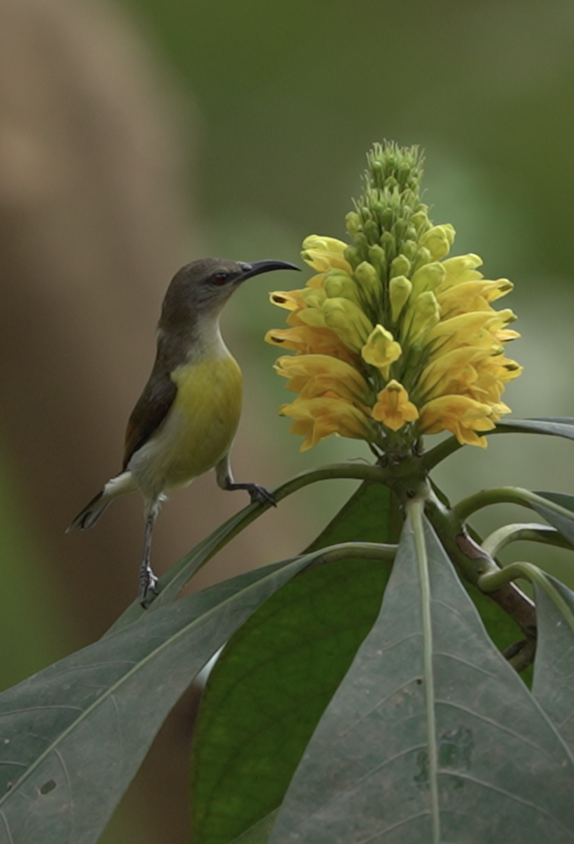 Purple-rumped Sunbird - ML616466934