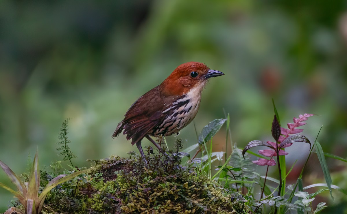 クリガシラジアリドリ - ML616466990