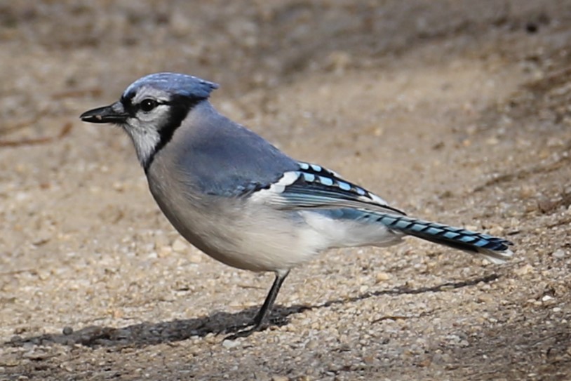 Blue Jay - ML616466992