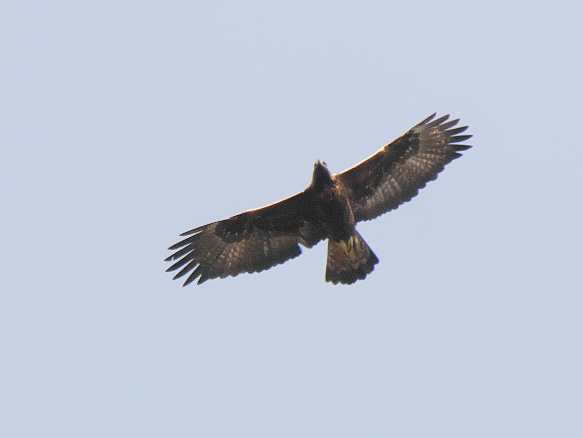 Golden Eagle - ML616467013