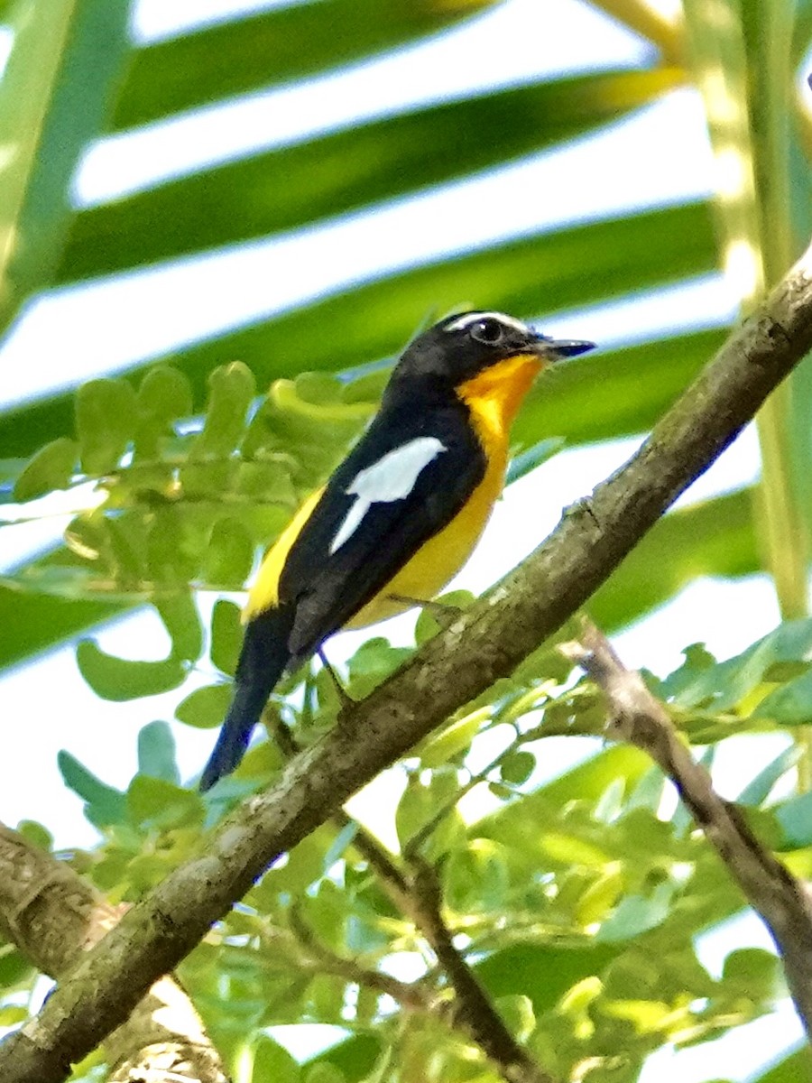 Yellow-rumped Flycatcher - Wai Muan Sum