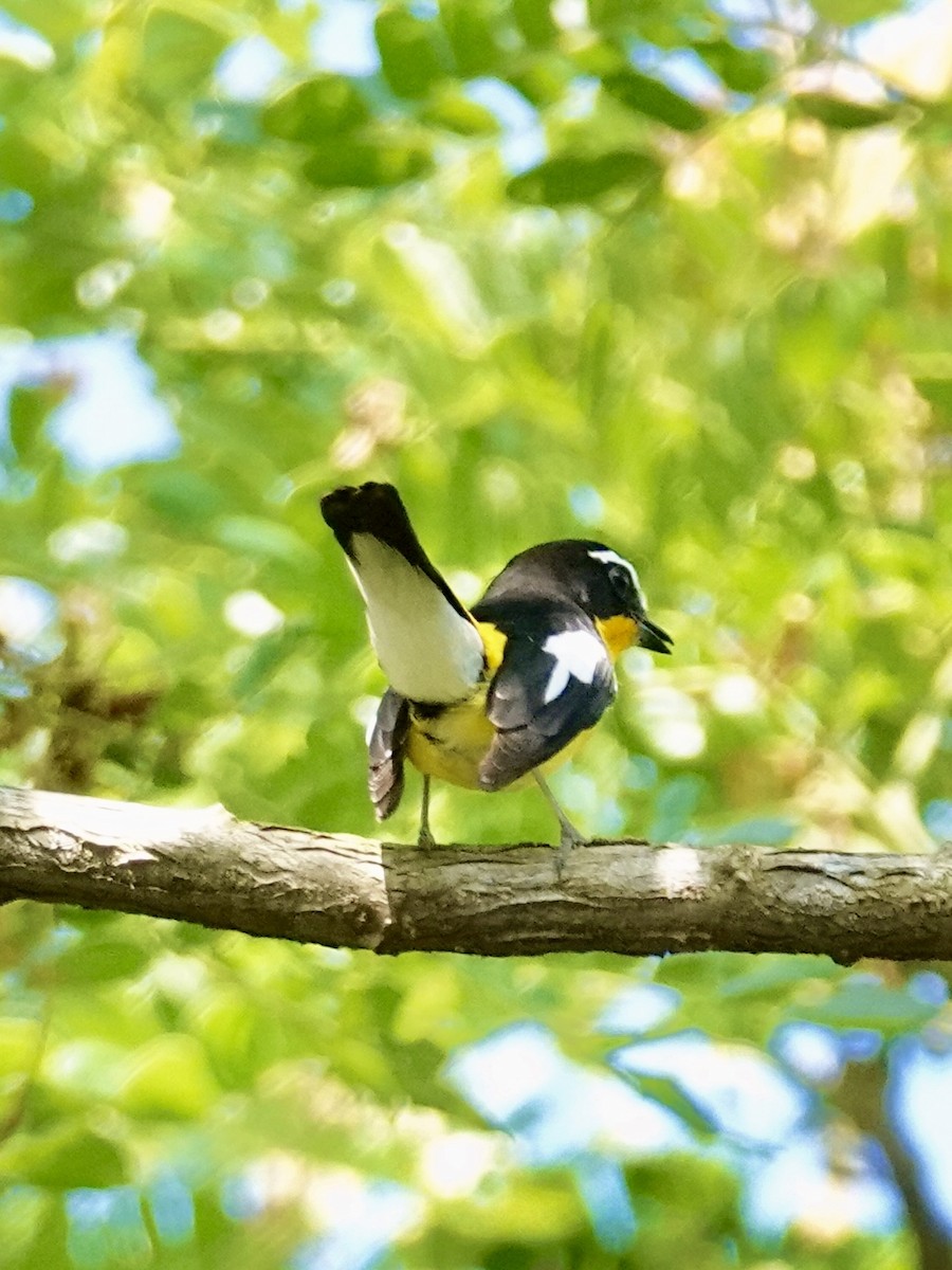 Yellow-rumped Flycatcher - ML616467026