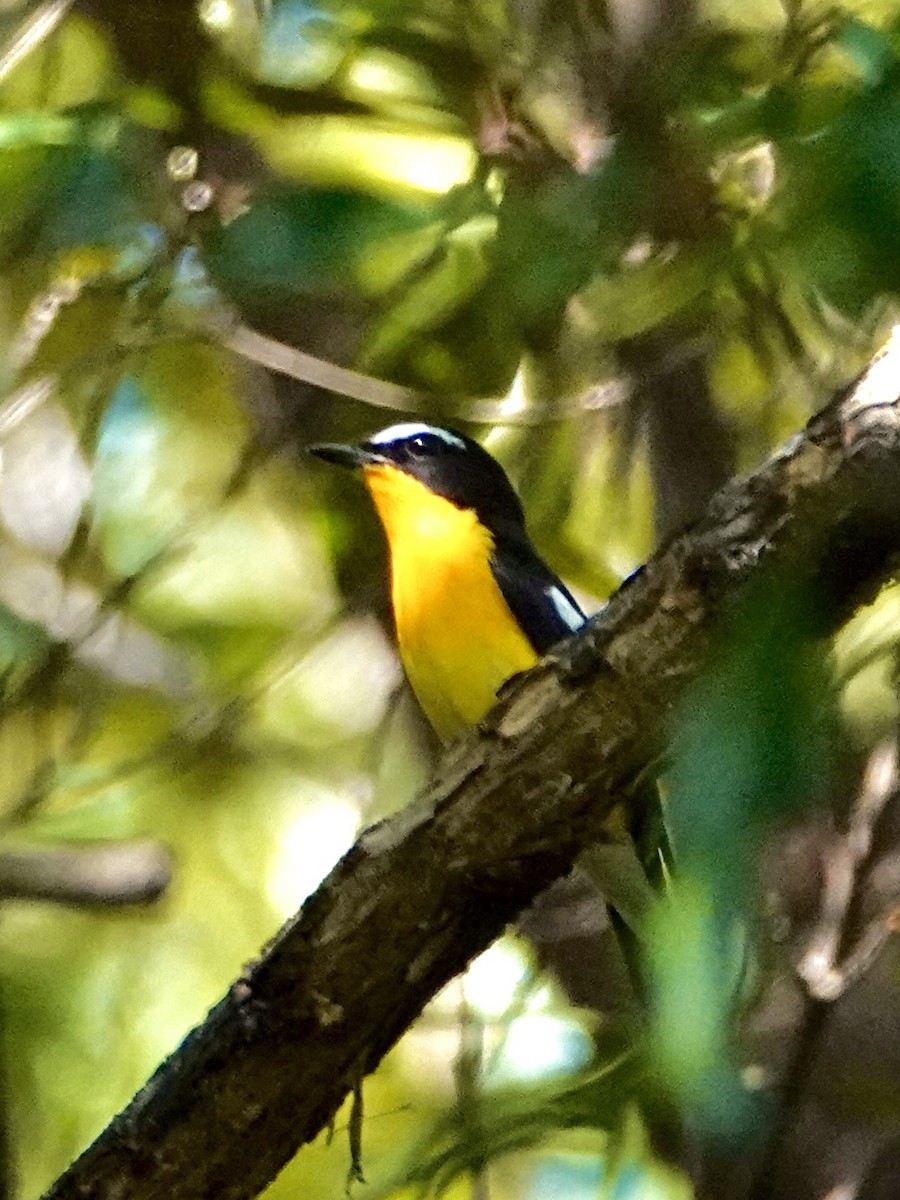 Gobemouche à croupion jaune - ML616467027