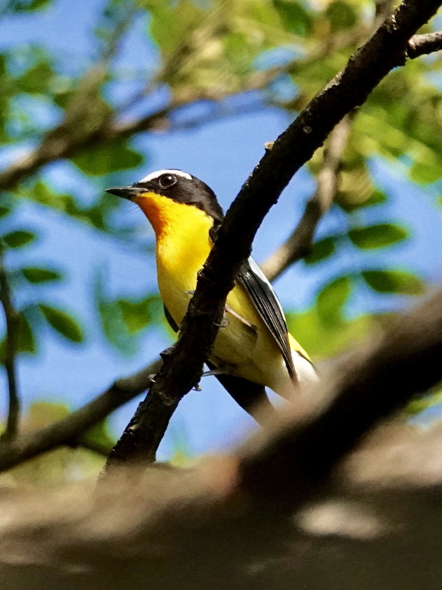 Gobemouche à croupion jaune - ML616467028