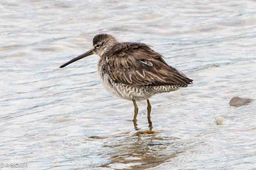 Long-billed Dowitcher - ML616467039