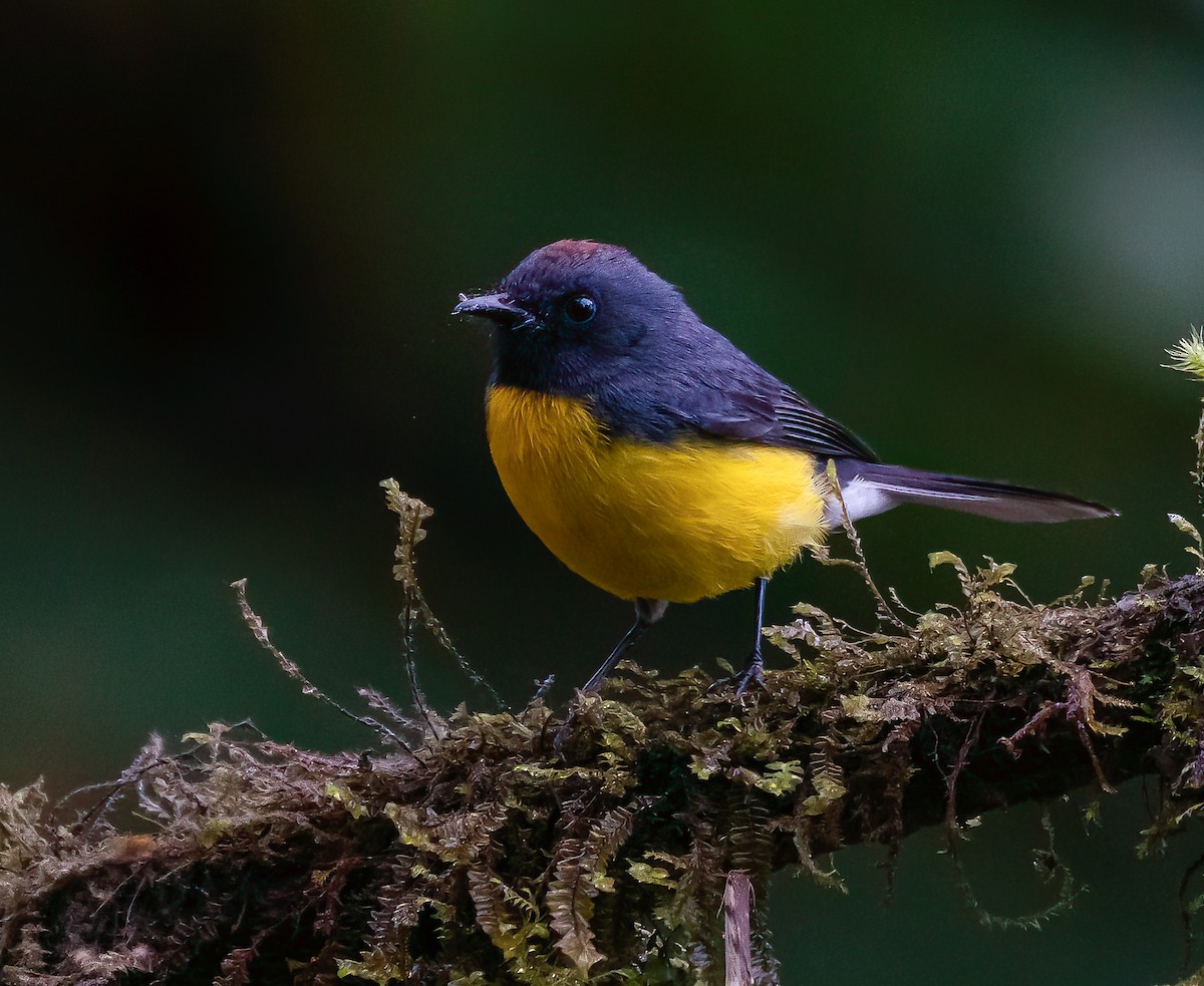 Slate-throated Redstart - ML616467066