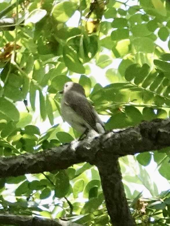 Taiga Flycatcher - ML616467104