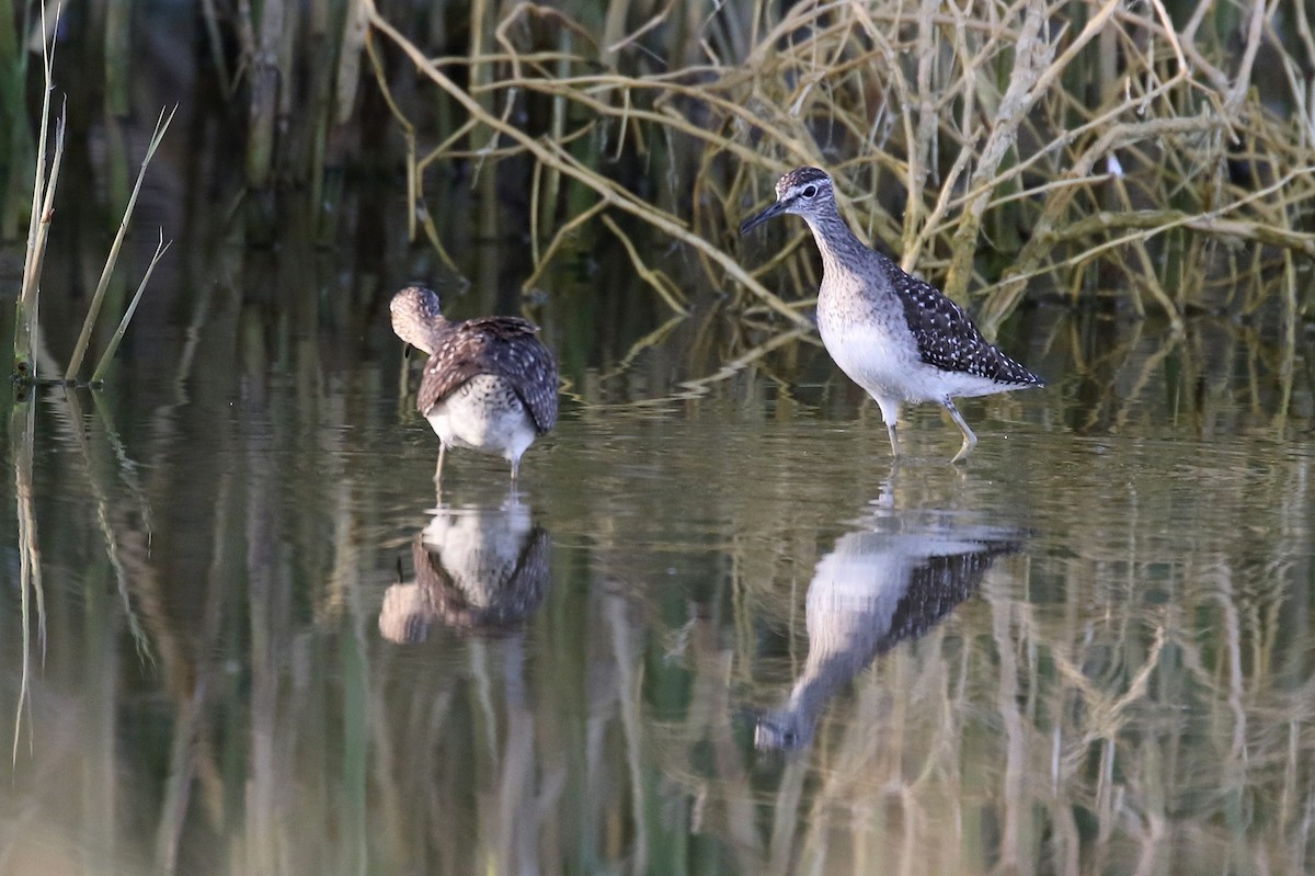 Bruchwasserläufer - ML616467125