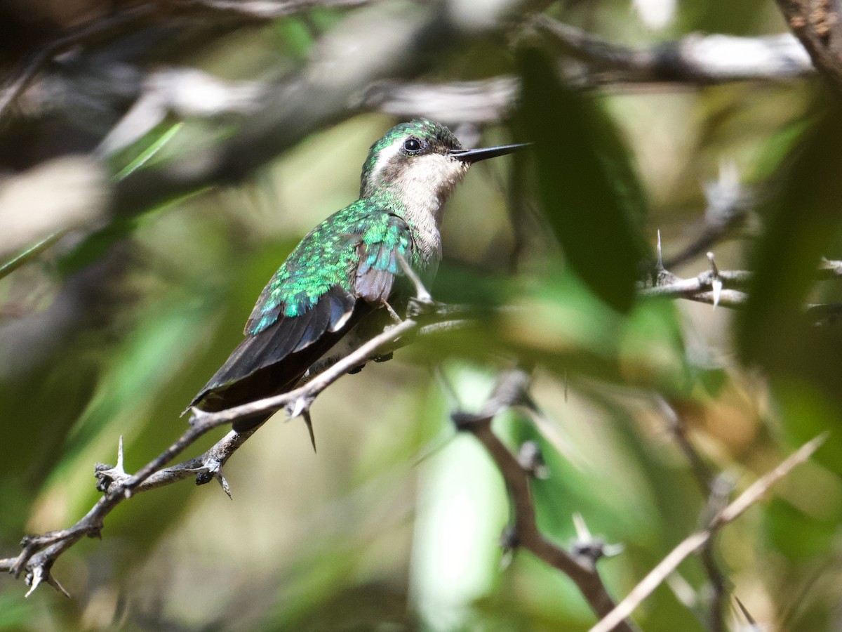 Blue-tailed Emerald - ML616467128