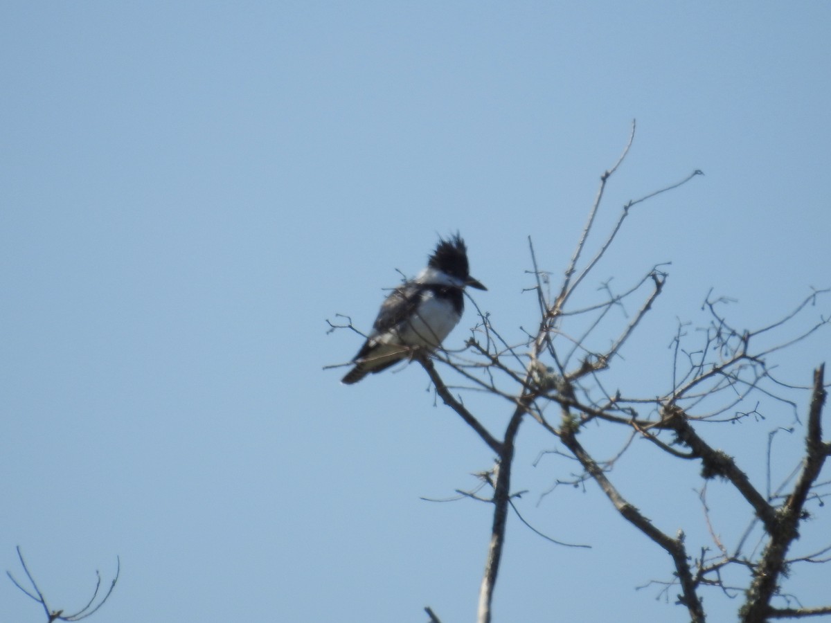Belted Kingfisher - ML616467146