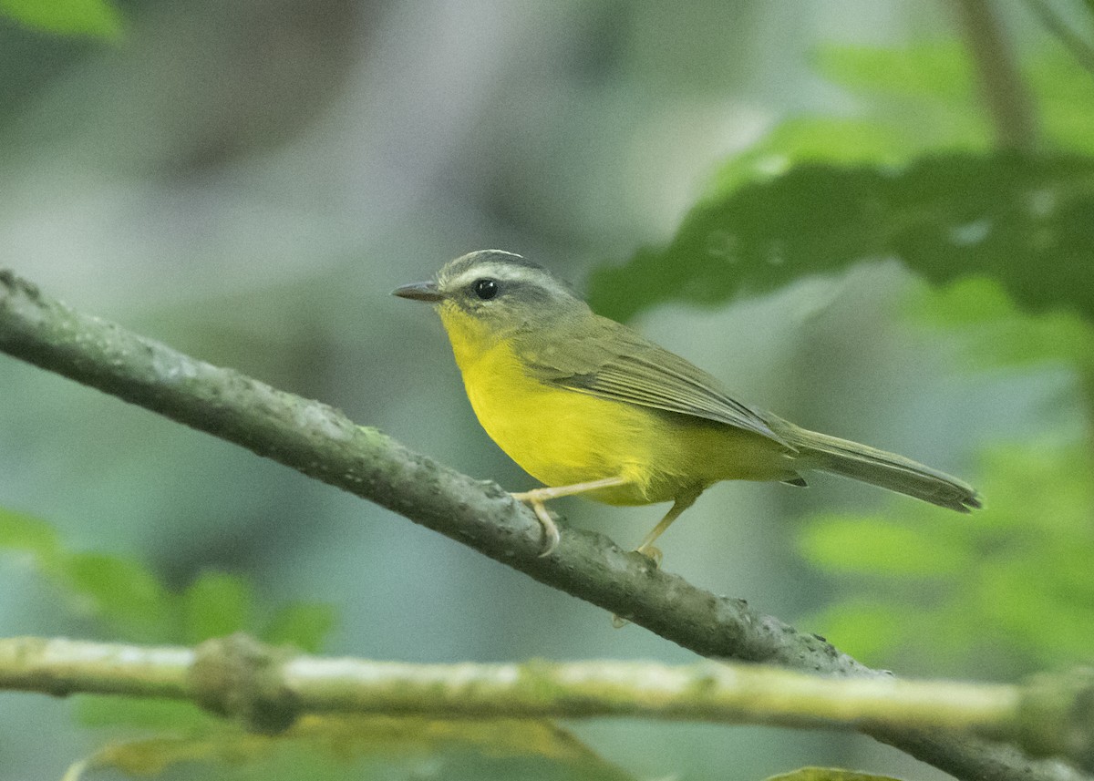 Golden-crowned Warbler - ML616467154