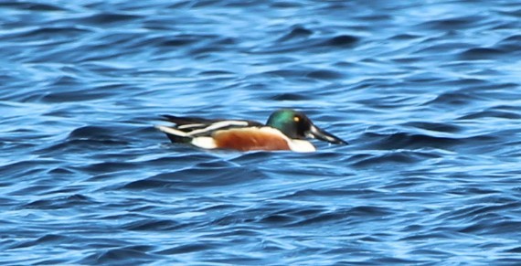 Northern Shoveler - Jeff Smith