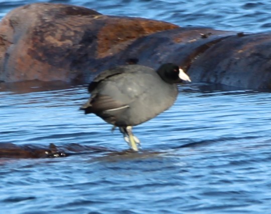 American Coot - Jeff Smith