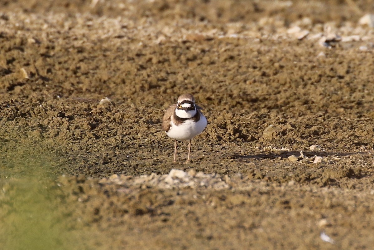 Little Ringed Plover - ML616467265