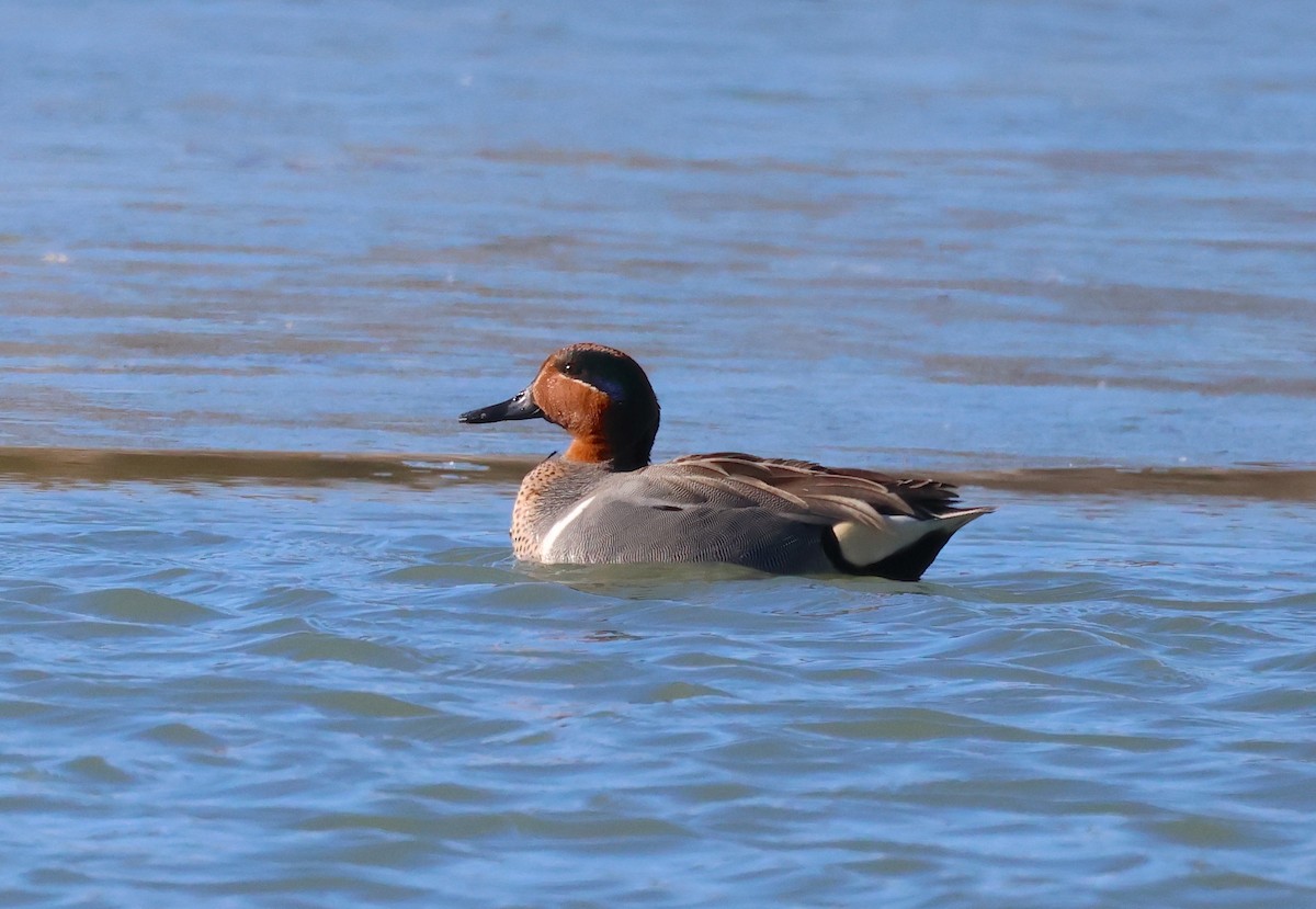 Green-winged Teal - ML616467281