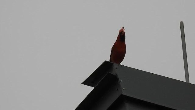 Northern Cardinal - ML616467296