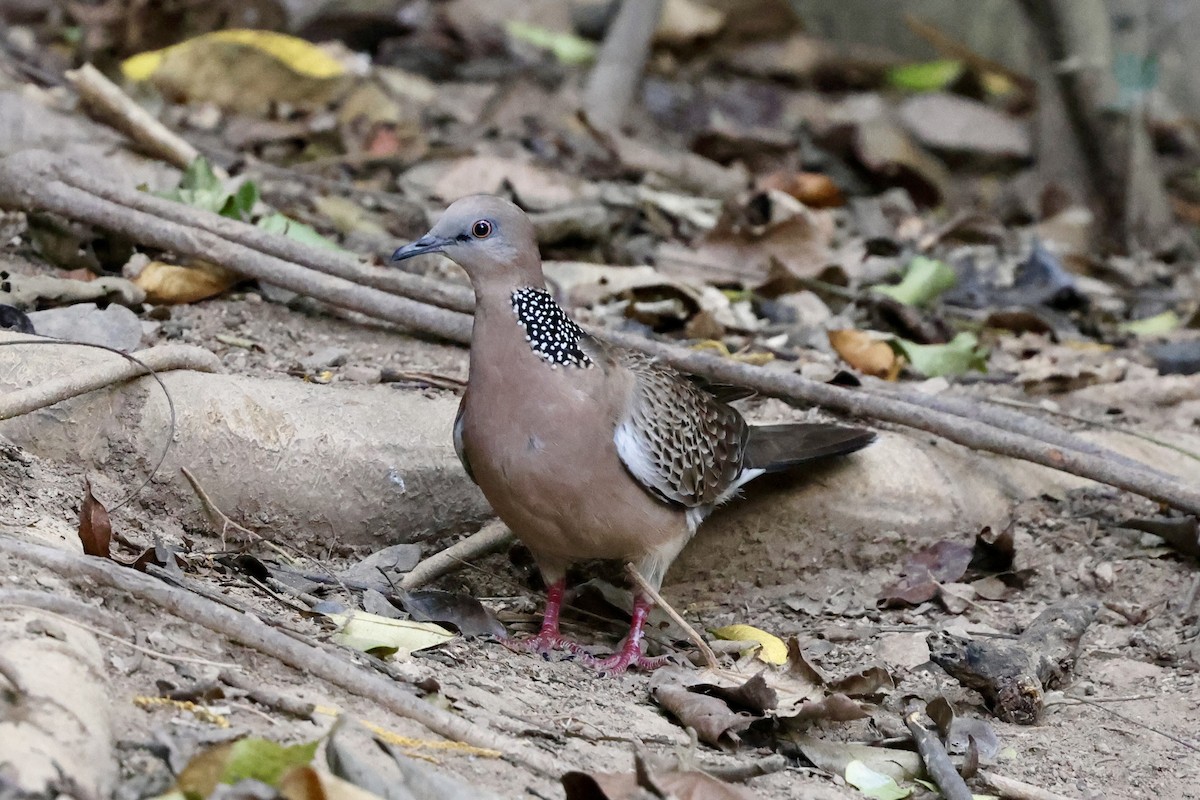 Spotted Dove - ML616467302