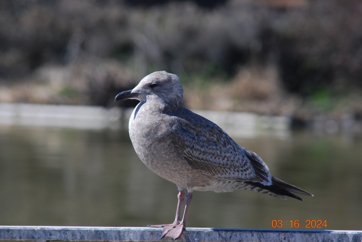 Goéland argenté - ML616467323