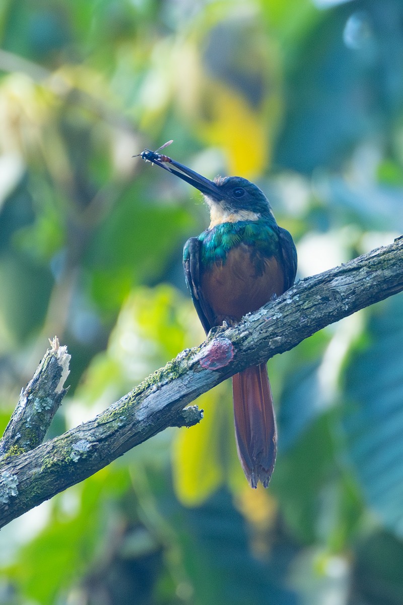 Rufous-tailed Jacamar (Spot-tailed) - ML616467343