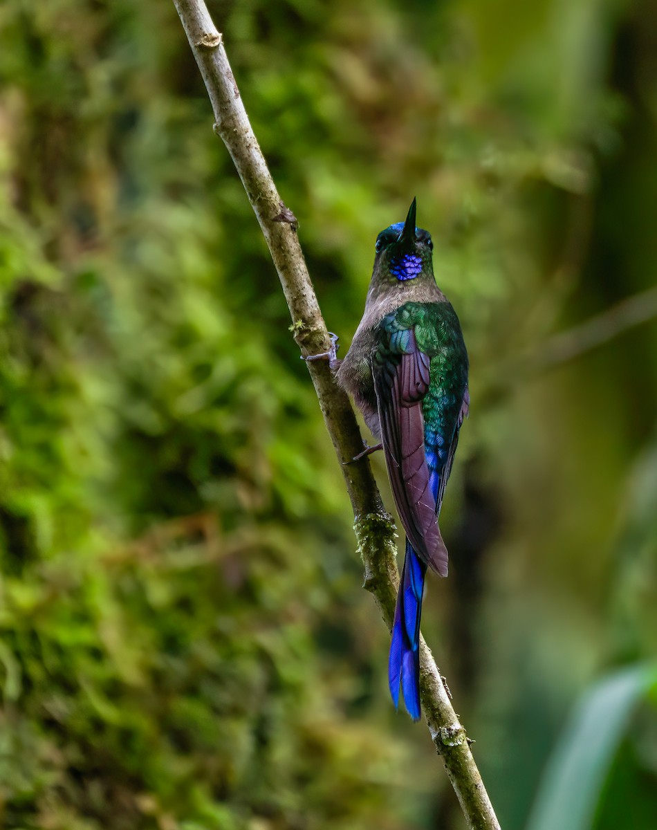 Violet-tailed Sylph - ML616467373