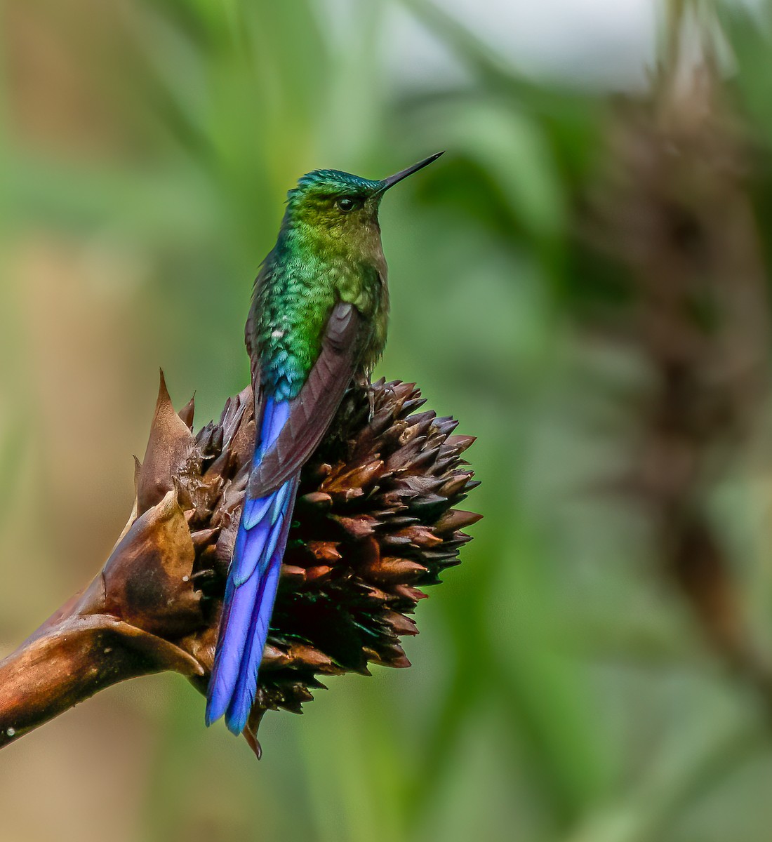 Violet-tailed Sylph - ML616467374