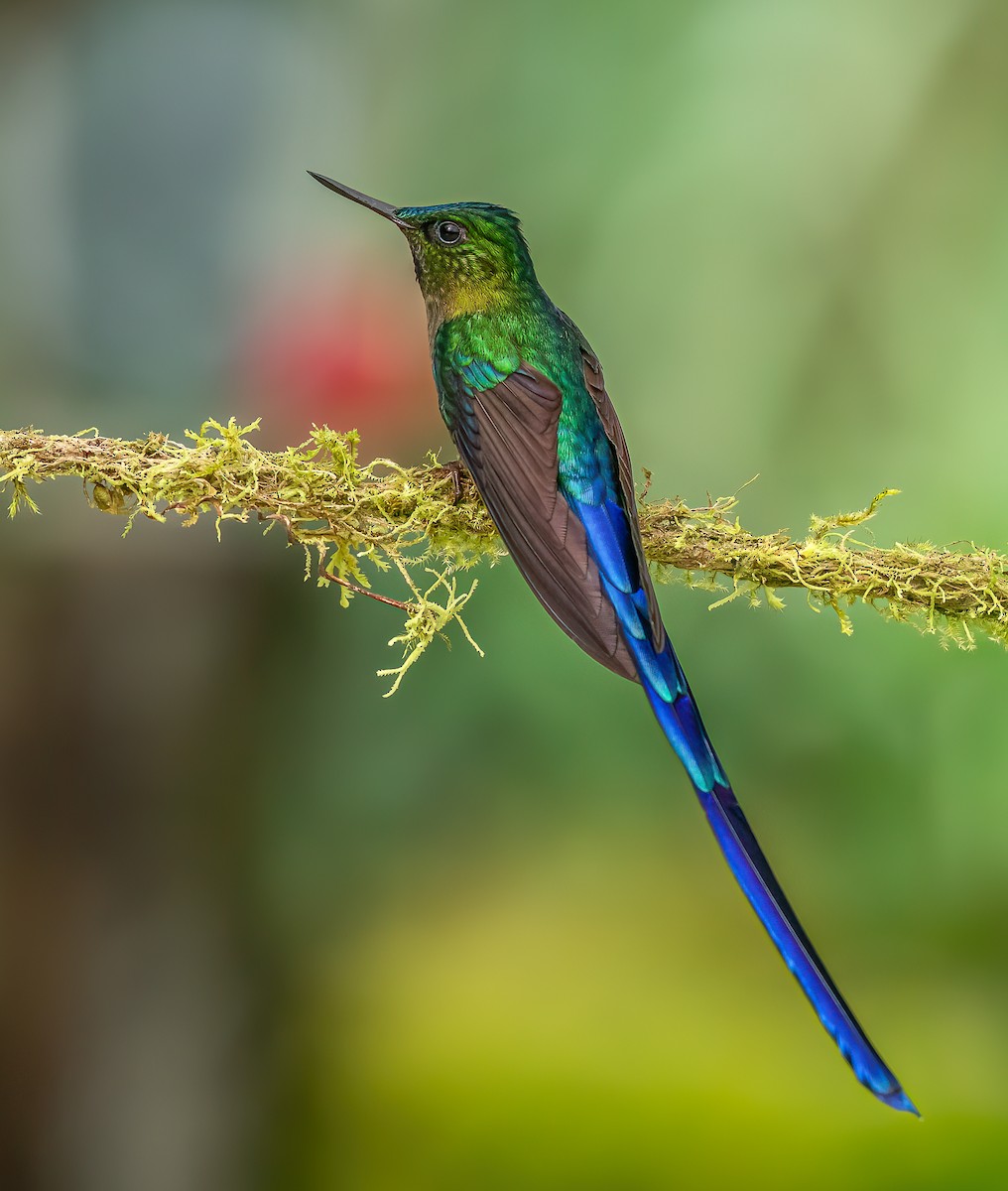 Violet-tailed Sylph - ML616467375