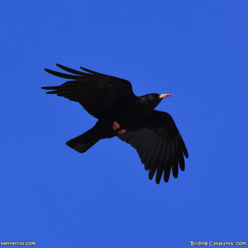 Улаан хошуут жунгаа - ML616467382