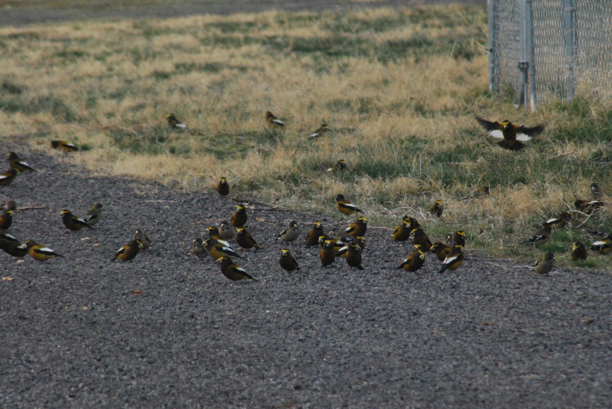 Evening Grosbeak - ML616467383