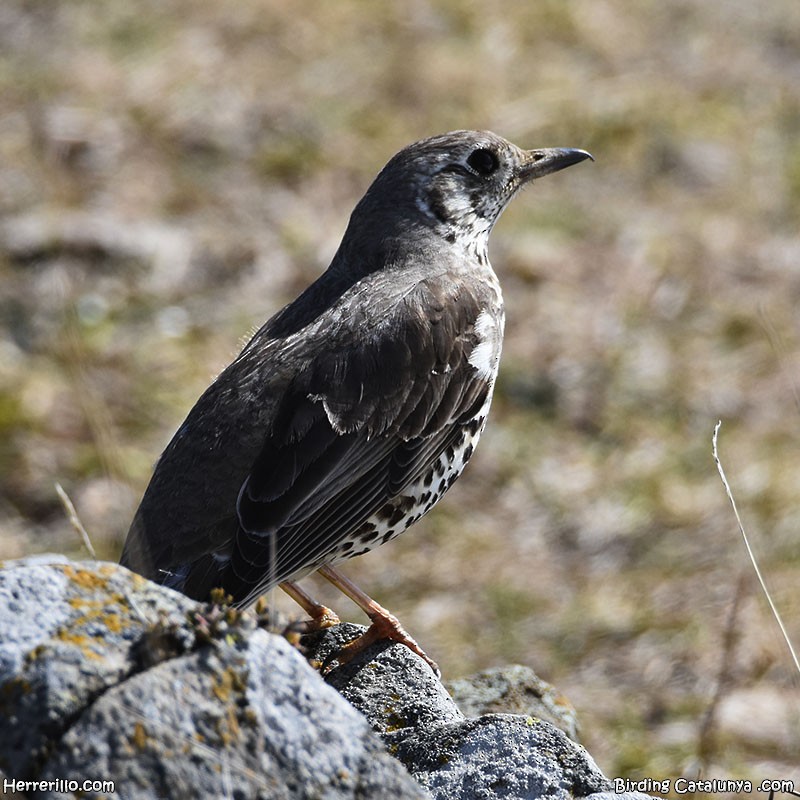 Бужмаг хөөндэй - ML616467387