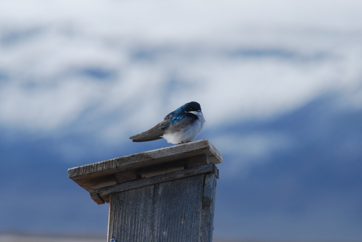 Golondrina Bicolor - ML616467388