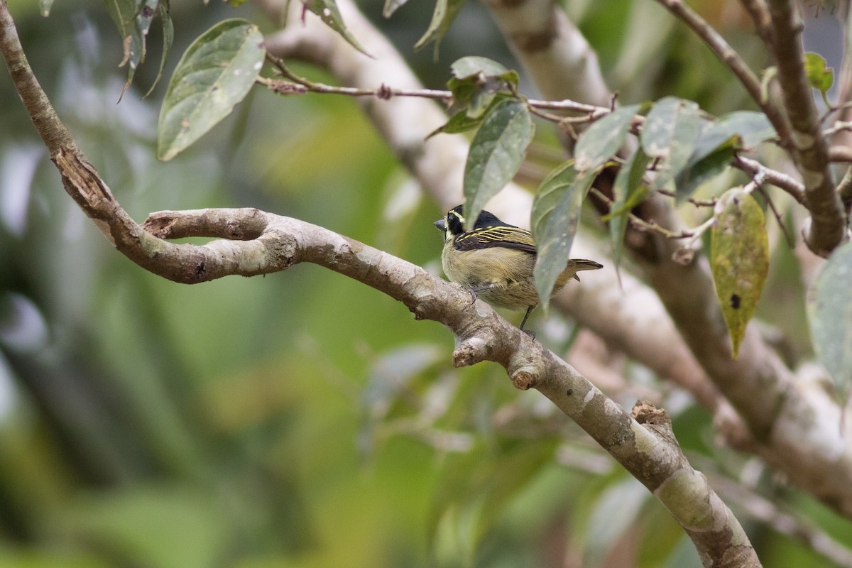 Yellow-throated Tinkerbird - Andreas Boe