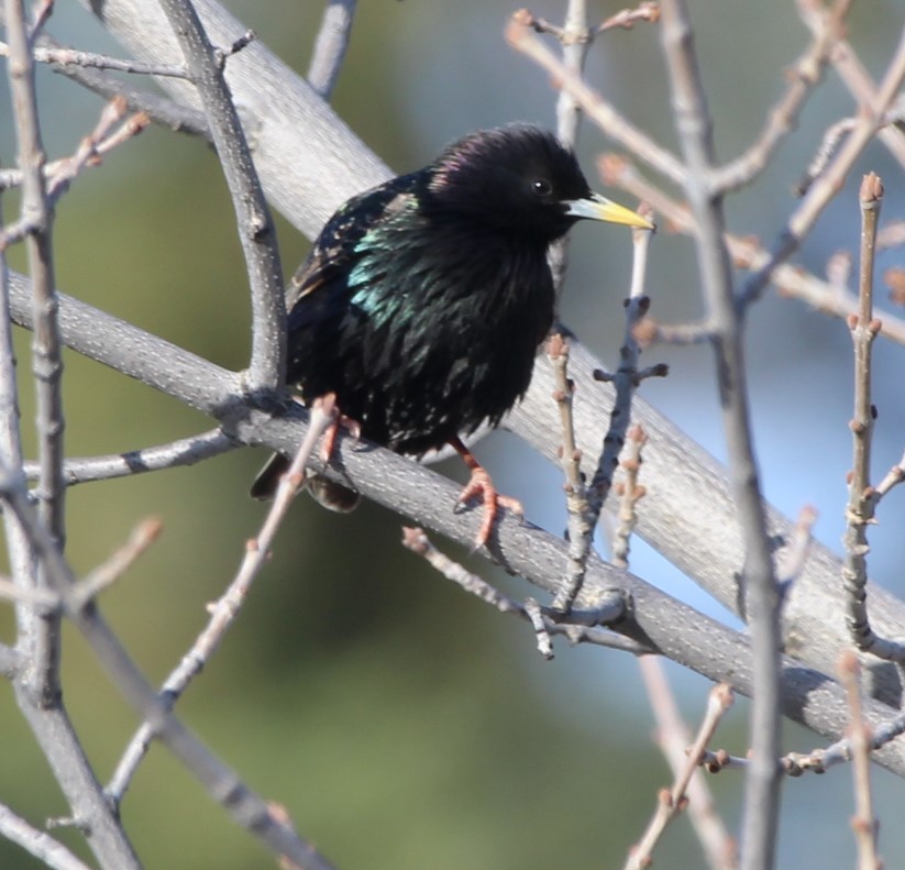 European Starling - ML616467415