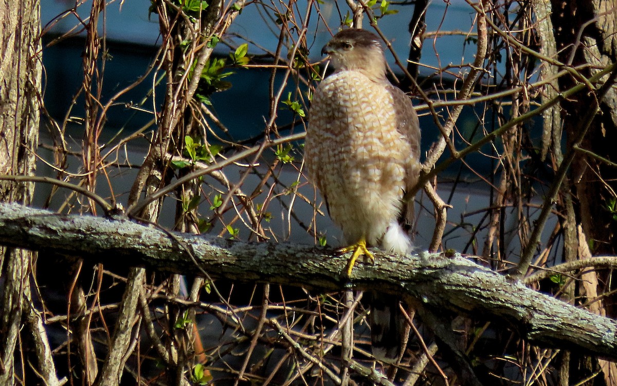 Cooper's Hawk - ML616467416