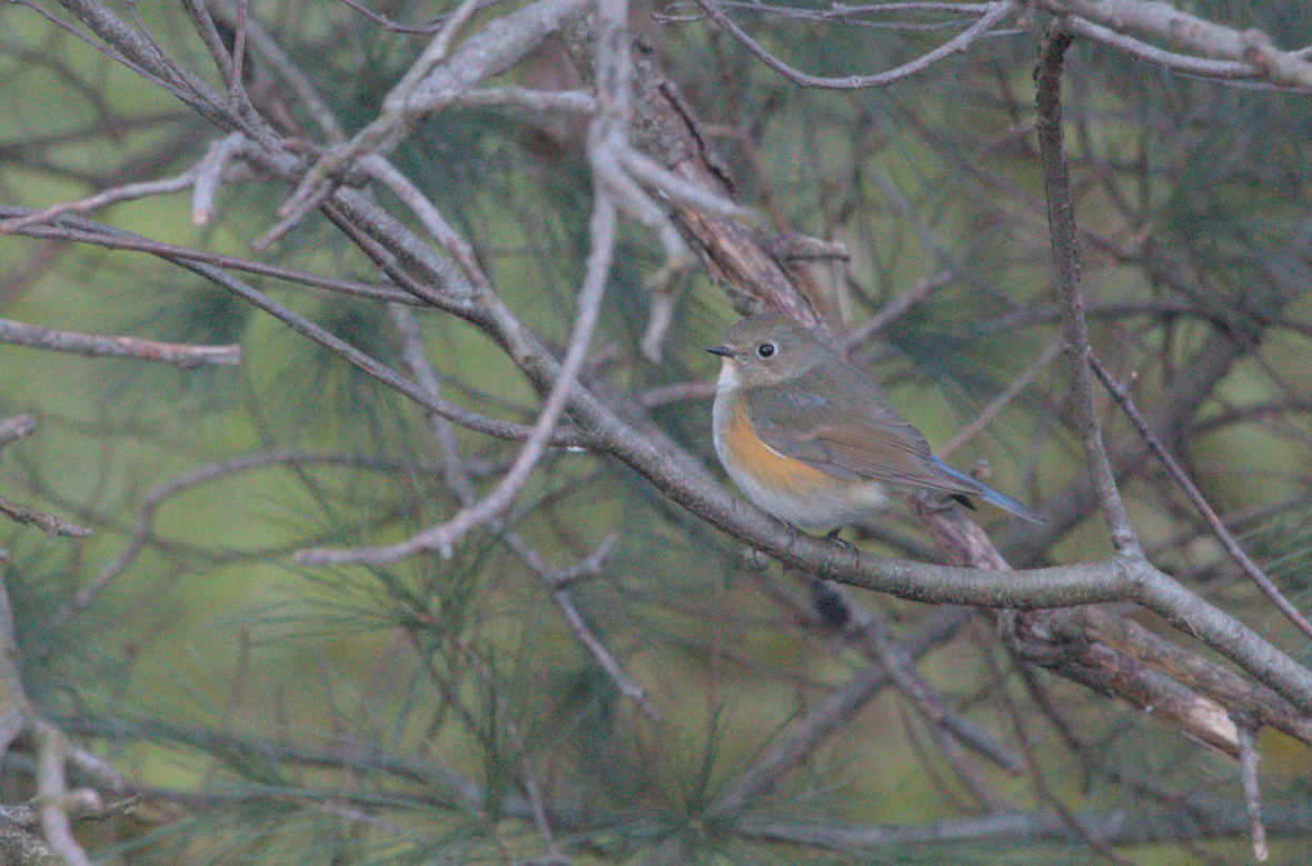 Robin à flancs roux - ML616467446