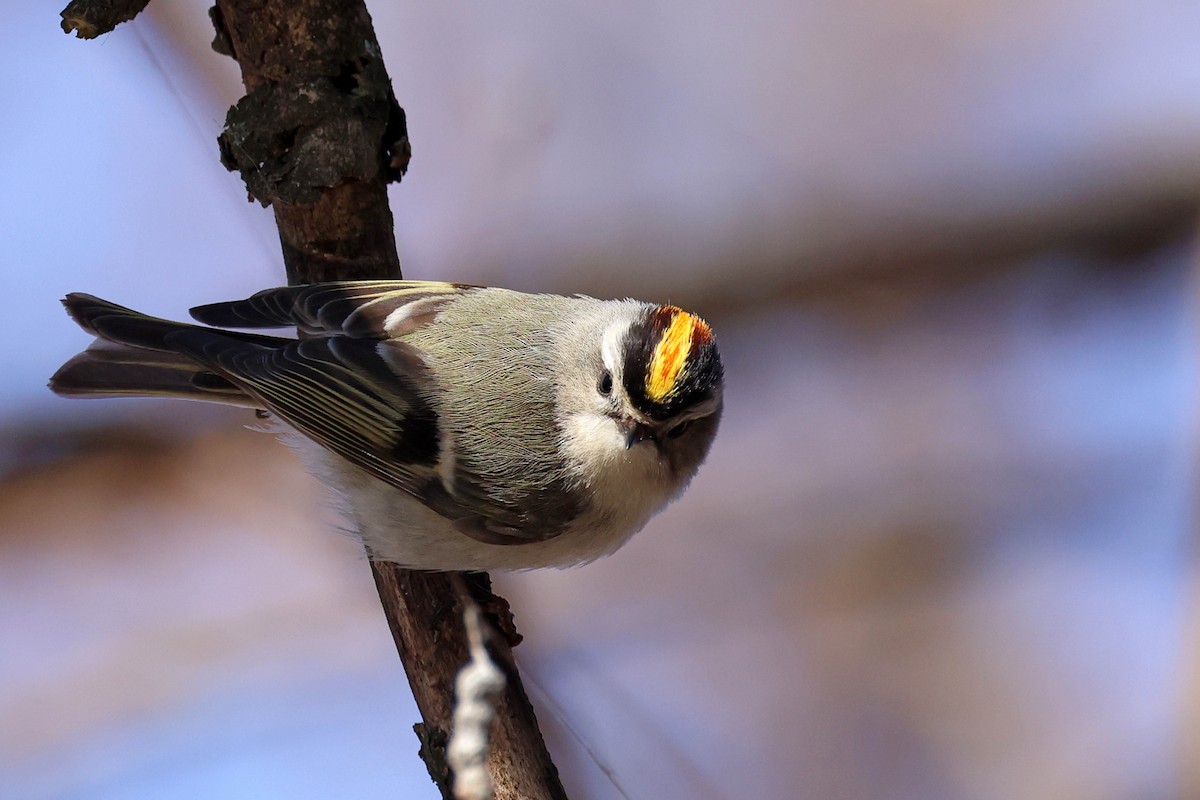 Golden-crowned Kinglet - ML616467482