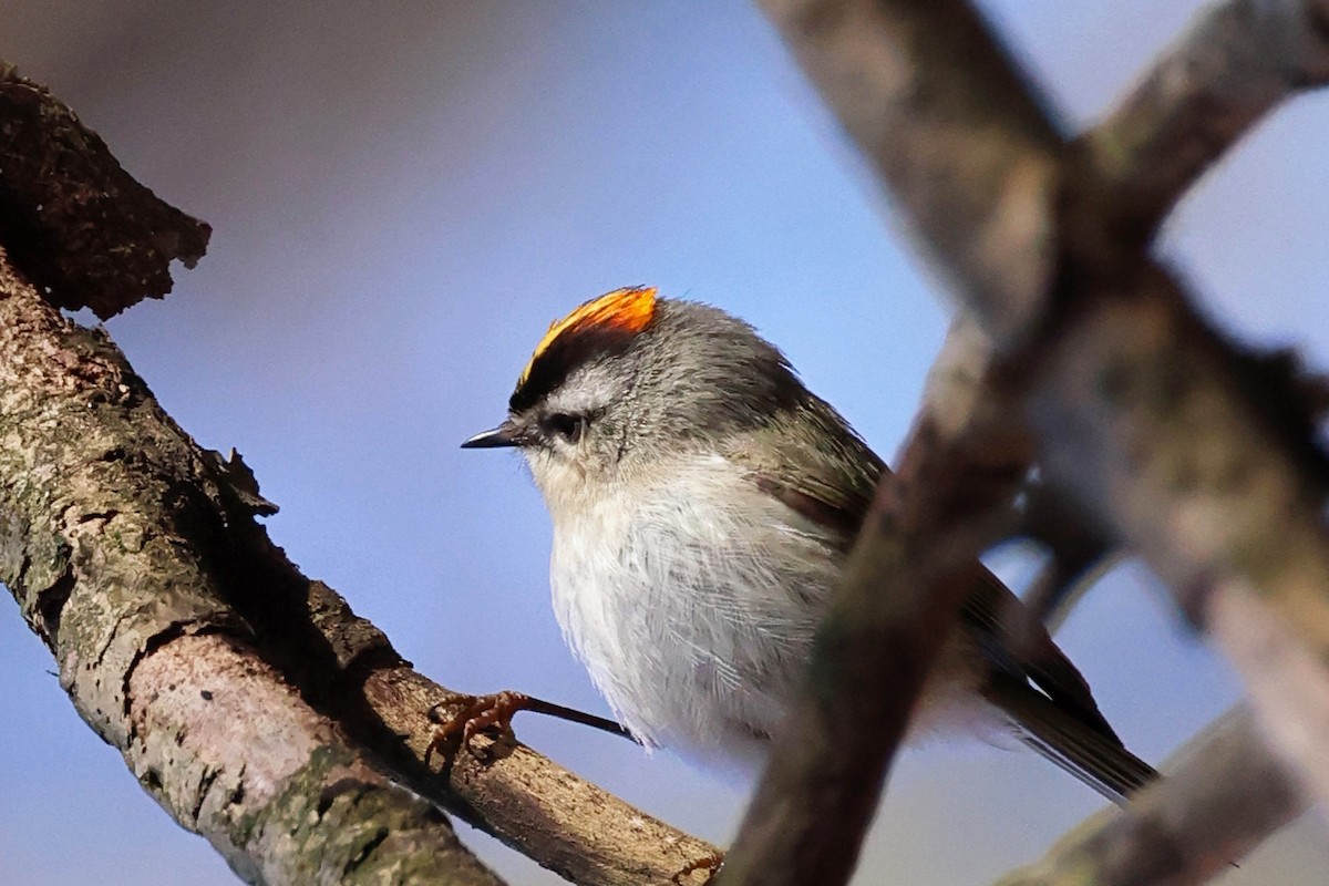 Golden-crowned Kinglet - ML616467483