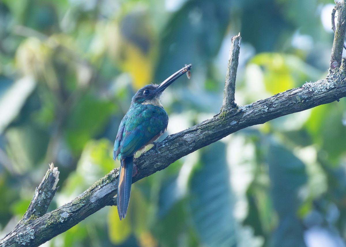 Rufous-tailed Jacamar (Spot-tailed) - Nathaniel Dargue