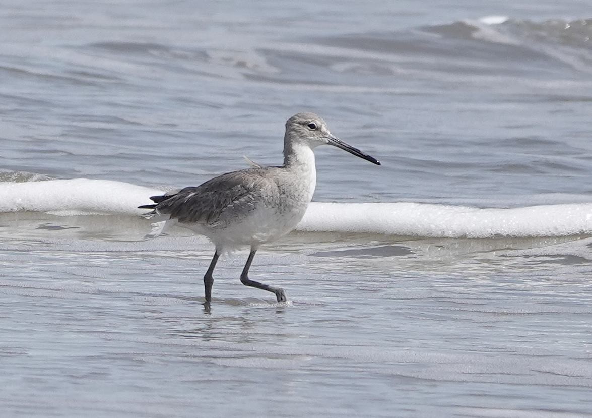 Willet - ML616467539